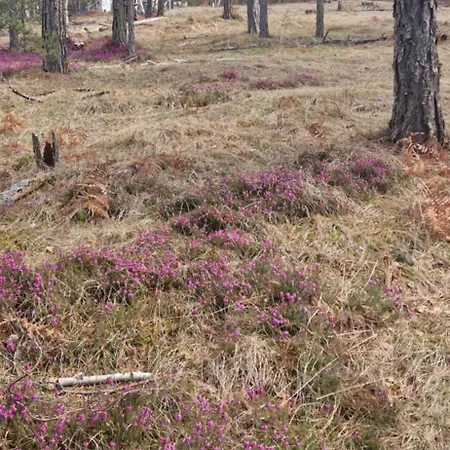 Daire Divcinovab2 Premium