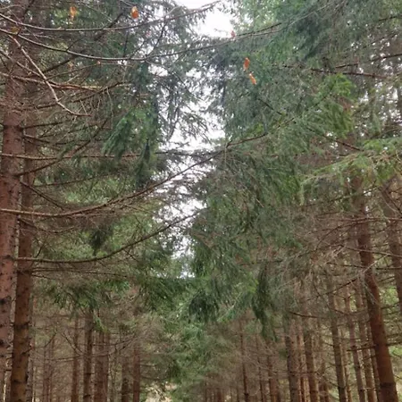 Divcinovab2 Premium Daire Divčibare