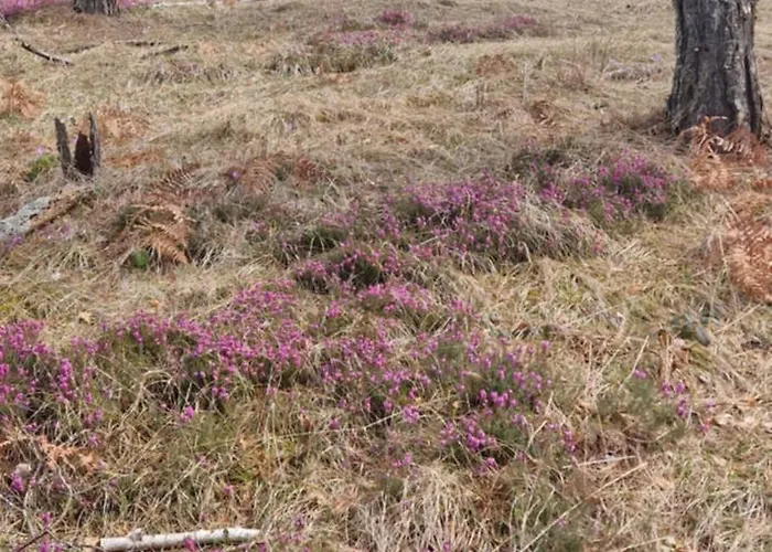 شقة Divcinovab2 Premium