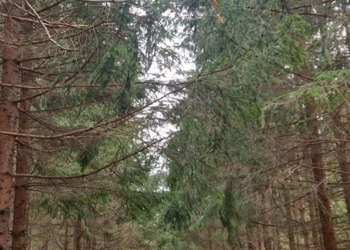 Divcinovab2 Premium شقة Divčibare