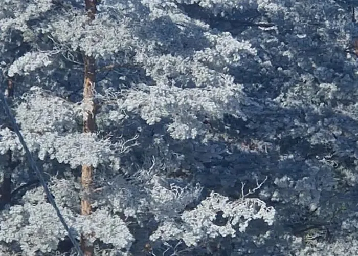 Divcinovab2 Premium * Divčibare